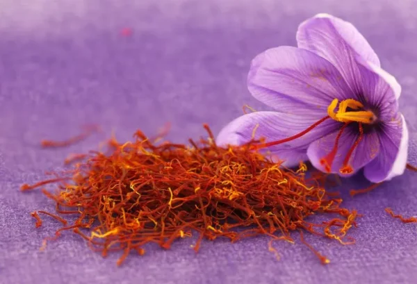 Crocus sativus : safran pur de taliouine en gramme